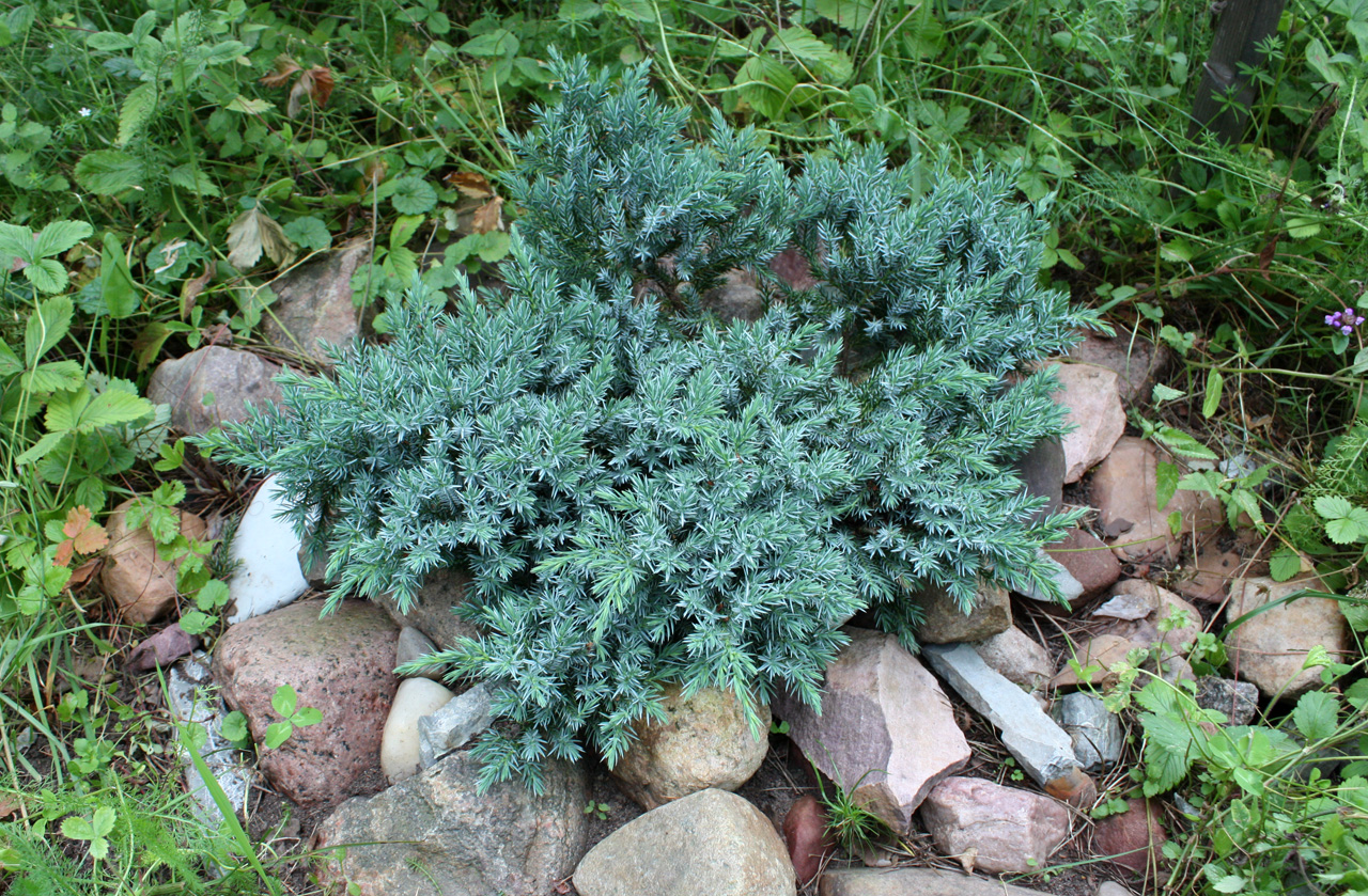 Можжевельник чешуйчатый Блю Свид