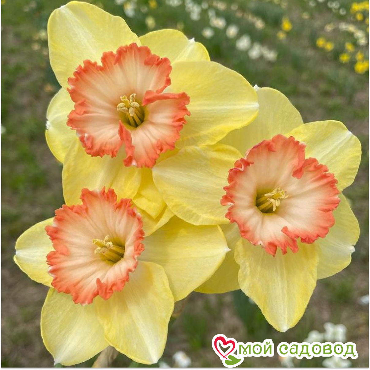 Нарцисс Тиклд Пинкин