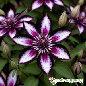 Клематис Индиго Дрим